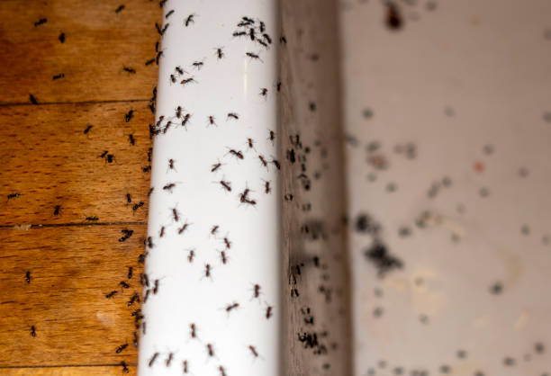 Best Local Pest Control Services  in Minneapolis, MN