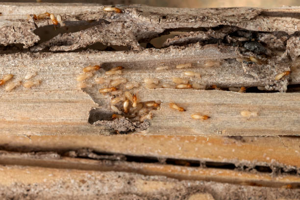 Best Rat Extermination Near Me  in Minneapolis, MN